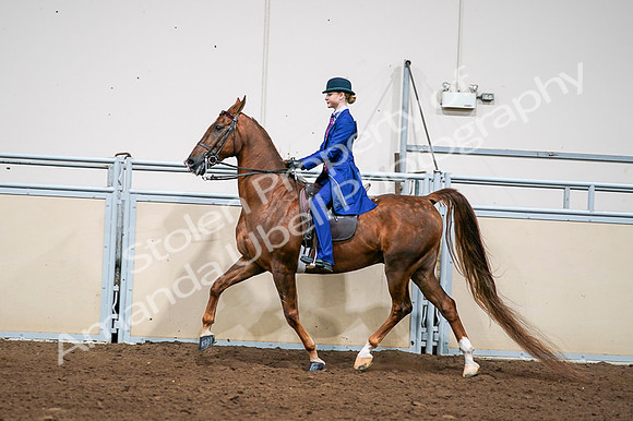 2020 - AB Morgan Horse - Fri, Sept 04 - 04984