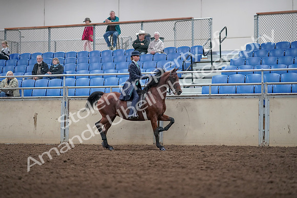 2019 Morgan Horse Show - Aug 31, 2019 - 08863