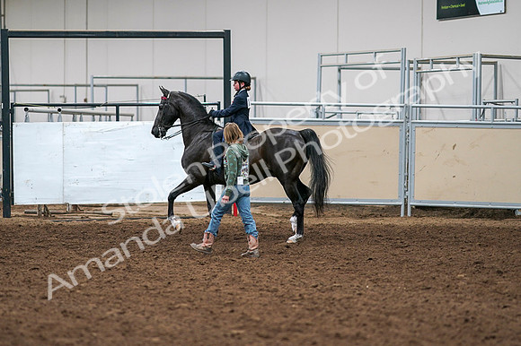 2020 - AB Morgan Horse - Fri, Sept 04 - 03274