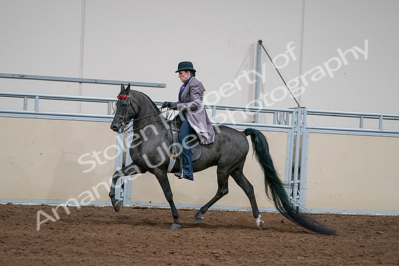 2020 - AB Morgan Horse - Sat, Sept 05 - 13712