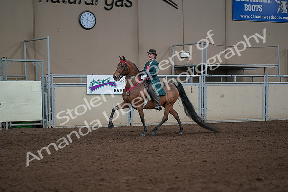 2019 Morgan Horse Show - Sept 01, 2019 - 13457