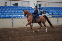 Class 173 - Arabian Country English PL Open Select