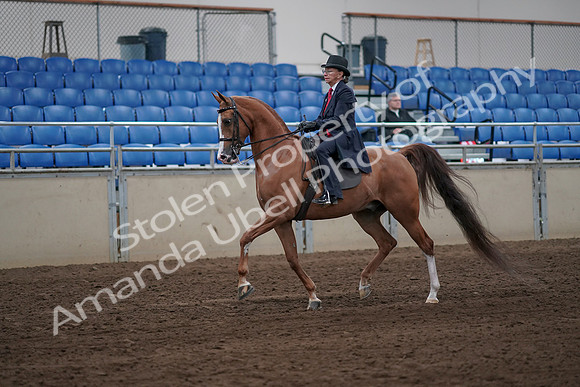 2019 Morgan Horse Show - Sept 01, 2019 - 11879