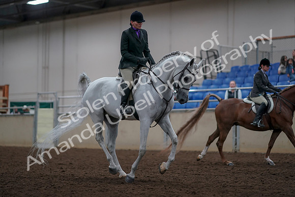 2019 Morgan Horse Show - Aug 31, 2019 - 16112
