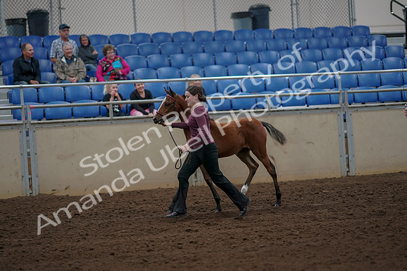 2019 Morgan Horse Show - Aug 30, 2019 - 24695