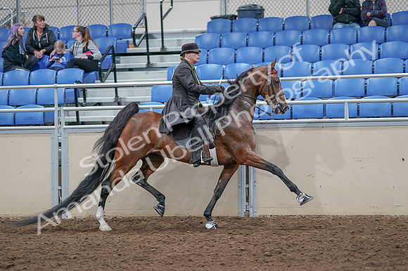 2020 - AB Morgan Horse - Fri, Sept 04 - 09813