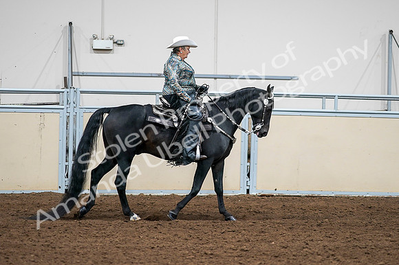 2020 - AB Morgan Horse - Fri, Sept 04 - 03546