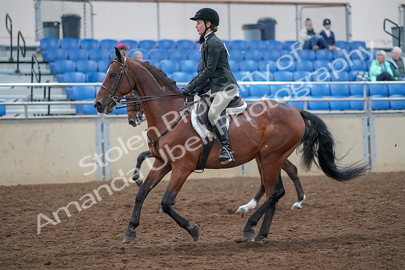 2019 Morgan Horse Show - Aug 30, 2019 - 20602