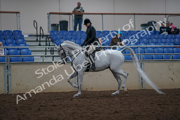 2019 Morgan Horse Show - Aug 31, 2019 - 15966