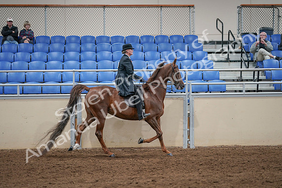 2020 - AB Morgan Horse - Fri, Sept 04 - 08050