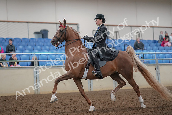 2019 Morgan Horse Show - Aug 30, 2019 - 24984