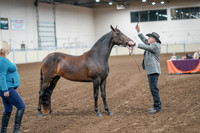 2020 - AB Morgan Horse - Sat, Sept 05 - 00150