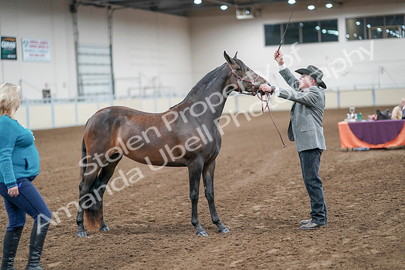 2020 - AB Morgan Horse - Sat, Sept 05 - 00150