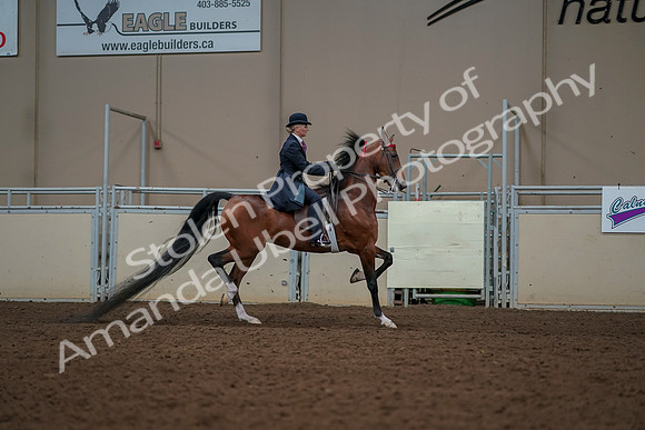 2019 Morgan Horse Show - Aug 30, 2019 - 25214