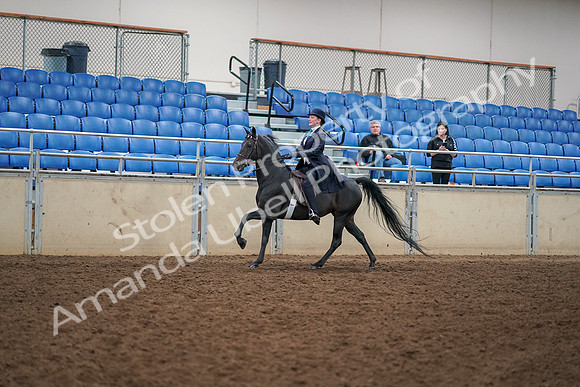 2019 Morgan Horse Show - Aug 30, 2019 - 12321