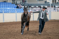 2020 - AB Morgan Horse - Sat, Sept 05 - 00722