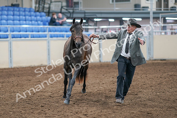 2020 - AB Morgan Horse - Sat, Sept 05 - 00722