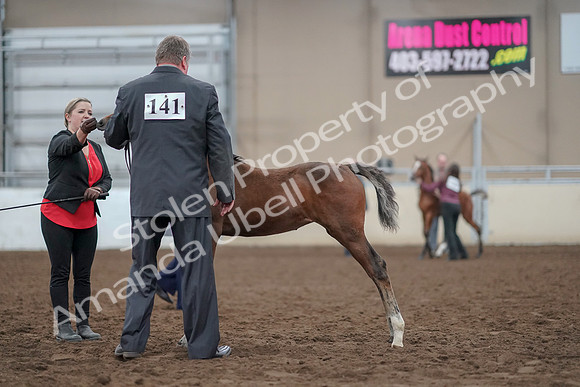 2019 Morgan Horse Show - Aug 31, 2019 - 00393