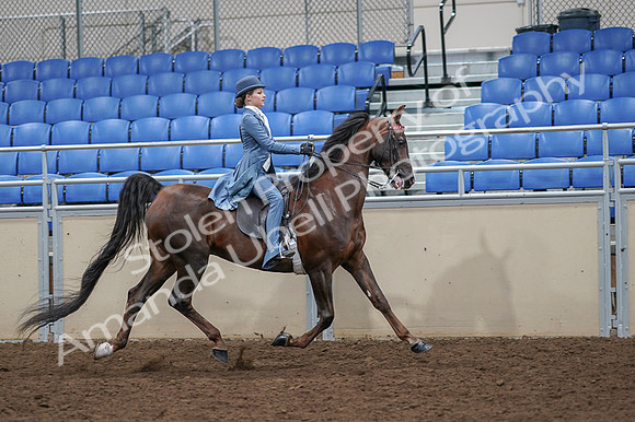 2020 - AB Morgan Horse - Fri, Sept 04 - 05201