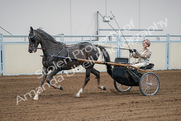 2020 - AB Morgan Horse - Sat, Sept 05 - 06010