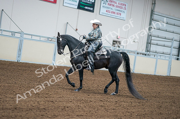 2020 - AB Morgan Horse - Fri, Sept 04 - 03593