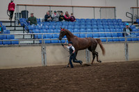2019 Morgan Horse Show - Aug 31, 2019 - 02581