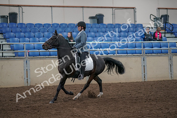2019 Morgan Horse Show - Aug 31, 2019 - 07311