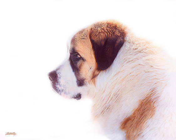 Dogs and Cats - 043