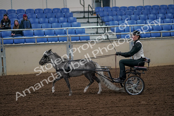 2019 Morgan Horse Show - Aug 30, 2019 - 13157