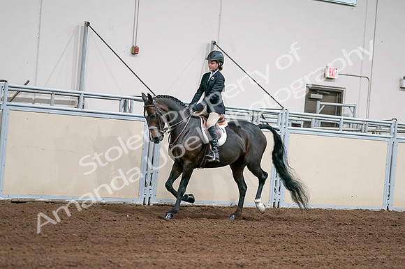 2020 - AB Morgan Horse - Fri, Sept 04 - 02010