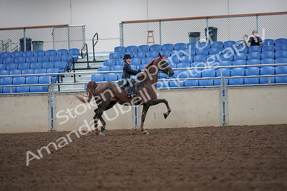 2019 Morgan Horse Show - Aug 30, 2019 - 18054