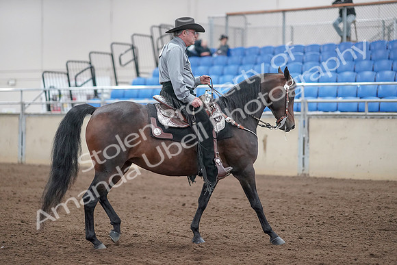 2019 Morgan Horse Show - Sept 01, 2019 - 07023
