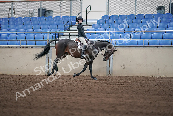 2019 Morgan Horse Show - Sept 01, 2019 - 03883
