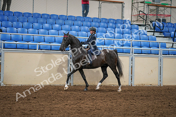 2020 - AB Morgan Horse - Fri, Sept 04 - 02978
