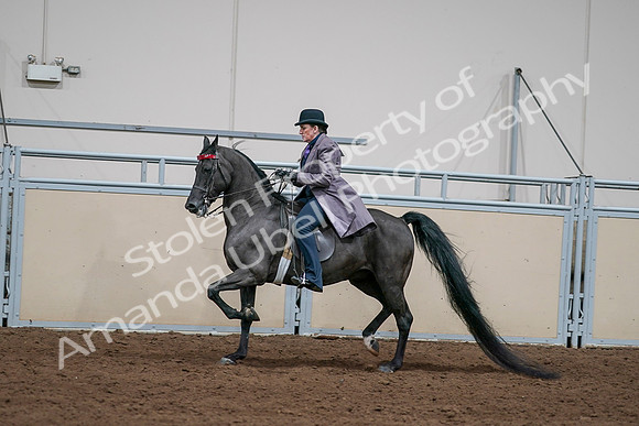 2020 - AB Morgan Horse - Sat, Sept 05 - 13716