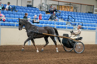 2020 - AB Morgan Horse - Sat, Sept 05 - 05841