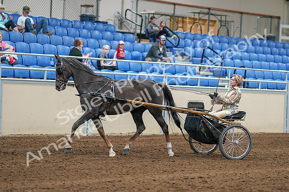 2020 - AB Morgan Horse - Sat, Sept 05 - 05841