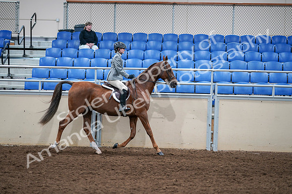 2020 - AB Morgan Horse - Fri, Sept 04 - 03177