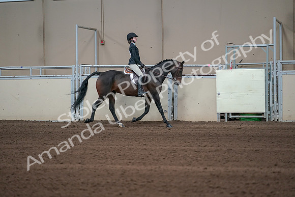 2019 Morgan Horse Show - Sept 01, 2019 - 03796