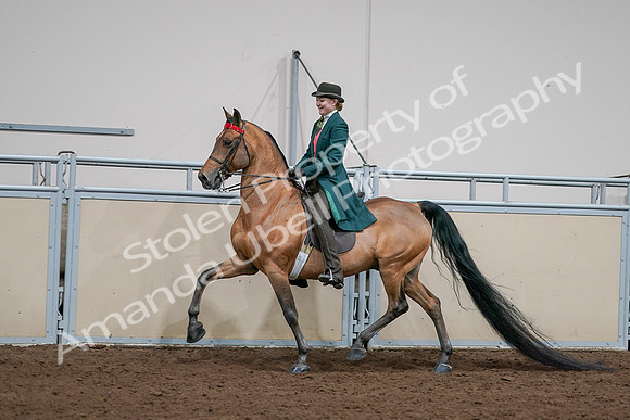 2020 - AB Morgan Horse - Sat, Sept 05 - 13694