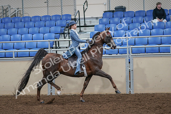2020 - AB Morgan Horse - Fri, Sept 04 - 05206