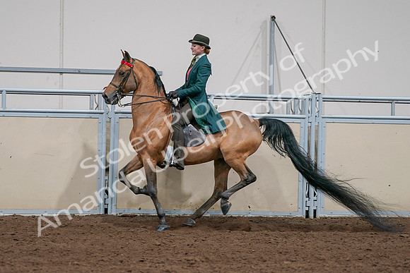 2020 - AB Morgan Horse - Sat, Sept 05 - 13811