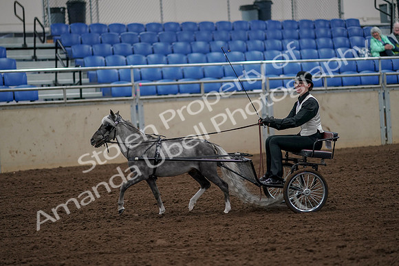 2019 Morgan Horse Show - Aug 30, 2019 - 13144