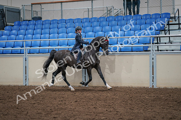 2020 - AB Morgan Horse - Fri, Sept 04 - 03136