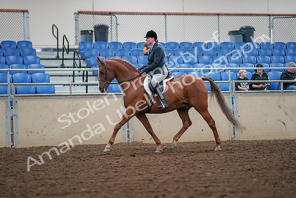 2019 Morgan Horse Show - Aug 30, 2019 - 16183