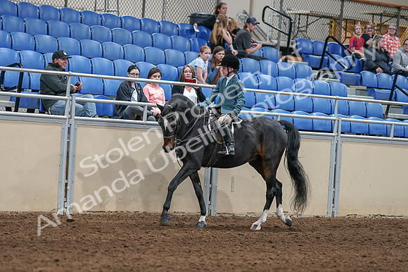 2020 - AB Morgan Horse - Fri, Sept 04 - 07727