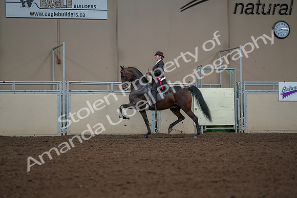 2019 Morgan Horse Show - Aug 30, 2019 - 28317