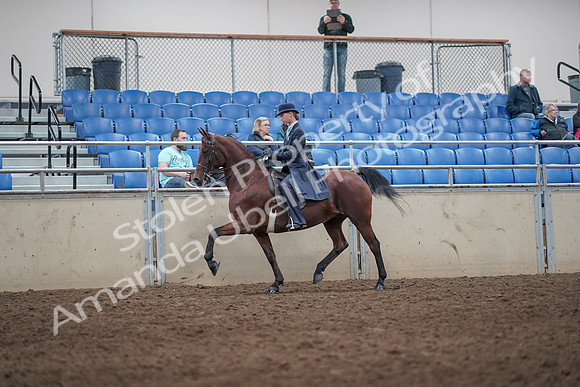 2019 Morgan Horse Show - Aug 31, 2019 - 08592