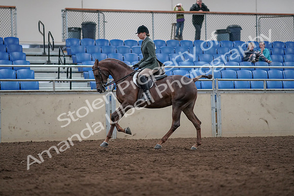 2019 Morgan Horse Show - Sept 01, 2019 - 08755