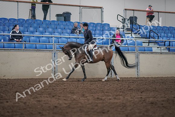 2019 Morgan Horse Show - Sept 01, 2019 - 08713